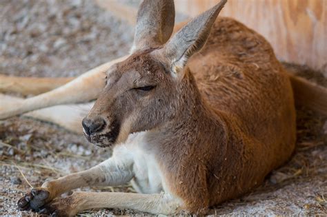 Fun Facts About Three Ararat Ridge Zoo Animals | Ark Encounter