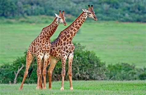 Fun Giraffe Facts for Kids