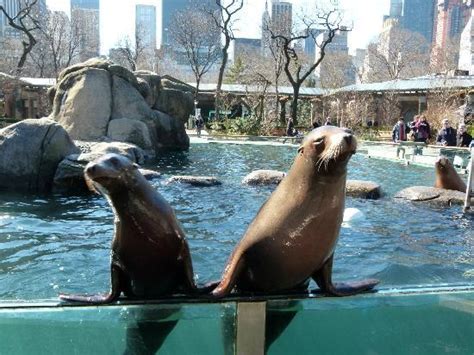 Fun seals   Picture of Central Park Zoo, New York City   TripAdvisor