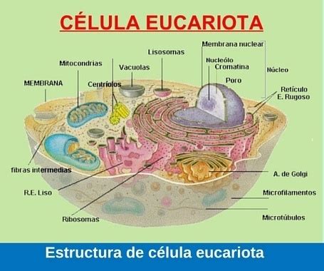Función de célula eucariota ¿Cómo funciona?