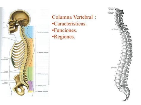 Función de la columna vertebral   Columna Vertebral