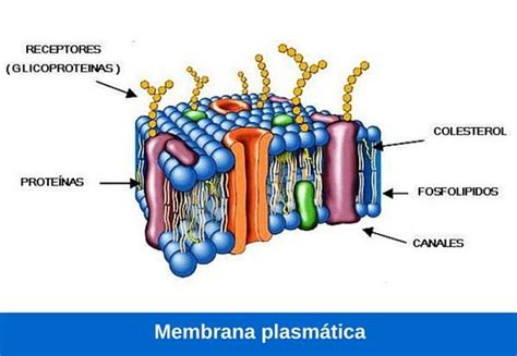 Función de la membrana plasmática