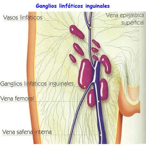 Función de los ganglios linfáticos: axilares, inguinales y más