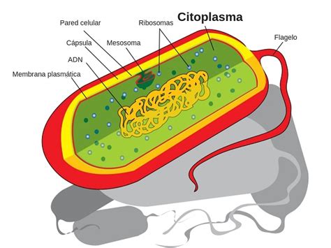 Función del citoplasma   Significados