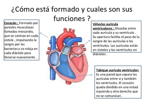 Función del corazón en el sistema circulatorio   Sistema ...