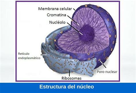 Función del núcleo, estructura y características