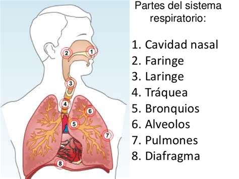 Función del Sistema Respiratorio