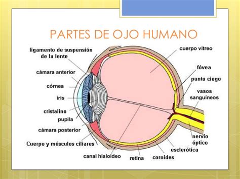 Funcionamiento del ojo humano