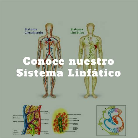 Funcionamiento del Sistema Linfático. Blog Quiromasajista Elda