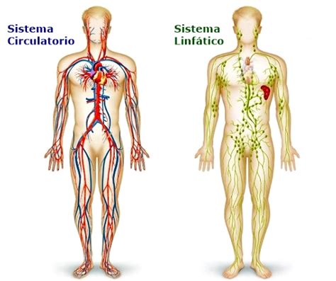 Funcionamiento del Sistema Linfático. Blog Quiromasajista Elda