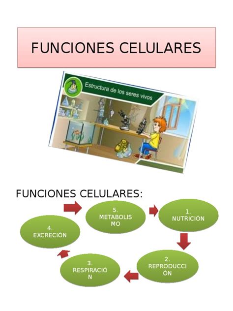 FUNCIONES CELULARES | Membrana celular | Nutrientes
