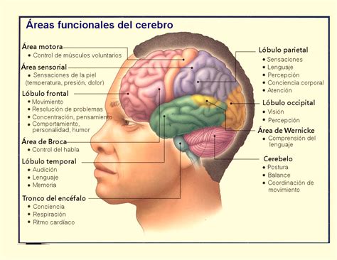 FUNCIONES COGNITIVAS   Memoria Vital Psicología