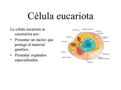 Funciones De La Celula Procariota   SEONegativo.com