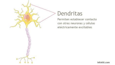 Funciones de la neurona   ¡¡RESUMEN + IMÁGENES!!