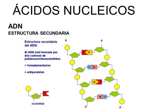 Funciones de los ácidos nucleicos
