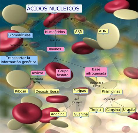 Funciones de los ácidos nucleicos