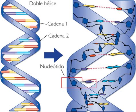 Funciones de los Ácidos nucleicos y nucleótidos: Función estructural de ...