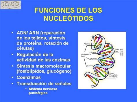 Funciones de los Ácidos nucleicos y nucleótidos: Funciones de los ...