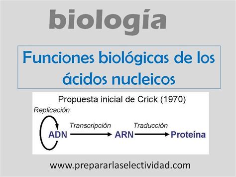 Funciones de los ácidos nucleicos   YouTube
