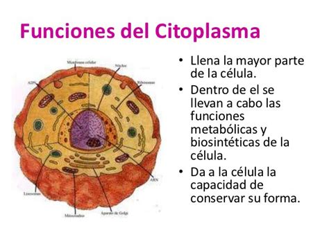 Funciones del citoplasma