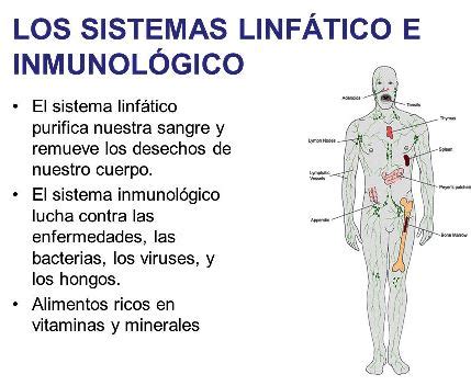 Funciones Del Sistema Linfático La Guía De Biología