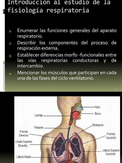 Funciones Del Sistema Respiratorio | PDF | Sistema respiratorio | Pulmón