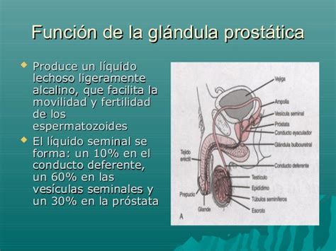 Funciones reproductoras y hormonales del varón