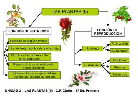 Funciones vitales en las plantas | Plantas de interior y ...