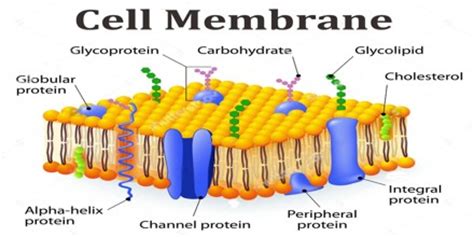 Function and Structure of Cell membrane   Assignment Point