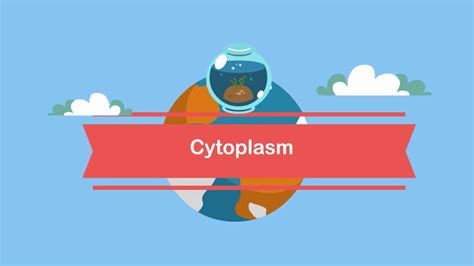 Function Cytoplasm   YouTube