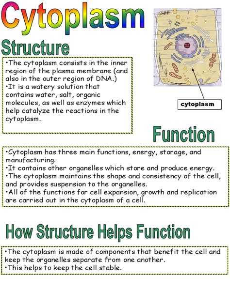 Function of Cytoplasm | Composition of Cytoplasm
