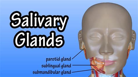 Functions Of The Salivary Glands   Structure Of The Salivary Glands ...