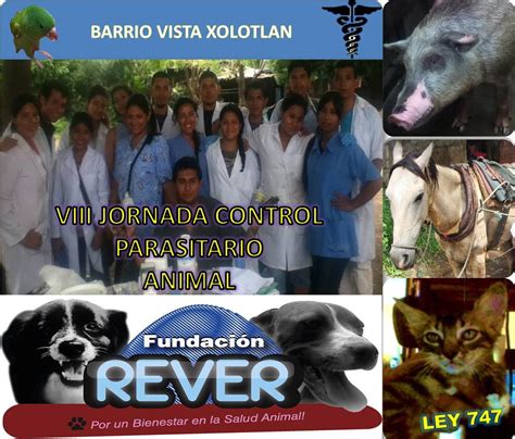 Fundacion Rever Proteccion y Bienestar Animal