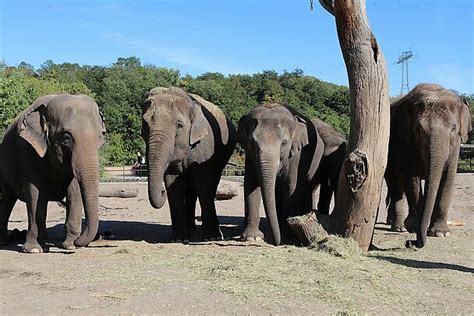 Fünf neue Dickhäuter für den Elefantentempel Ganesha Mandir | Zoo Leipzig