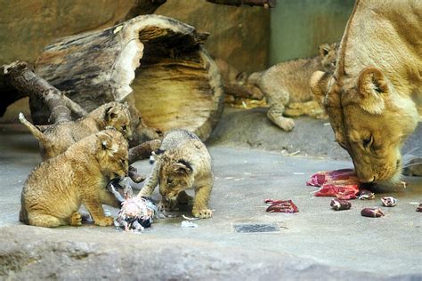Fünflinge auf Wanderschaft   Löwenjungtiere erkunden die Schauanlage ...