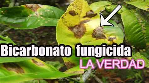 Fungicida casero para plantas con bicarbonato// fungicida de ...
