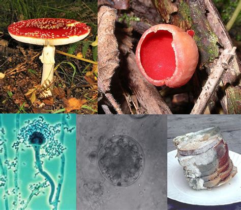 Fungus   Wikipedia