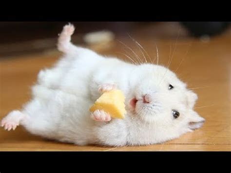 Funniest Hamsters Of All Time #3   Funny Hamster Videos ...