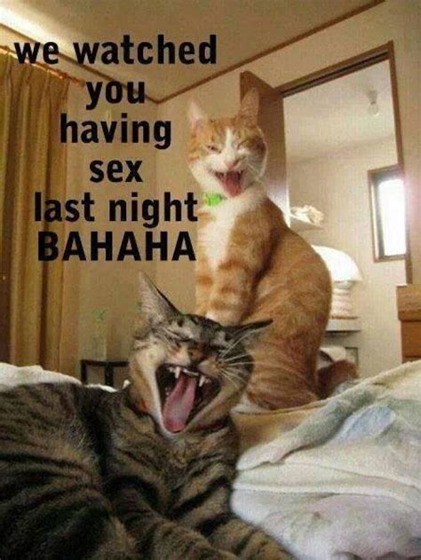 Funny adult cat picture | Misc | Crazy cats, Funny animal ...