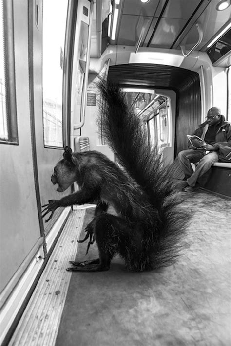 Funny!!! Animals Of Savannah In Paris Metro  Photo Gallery