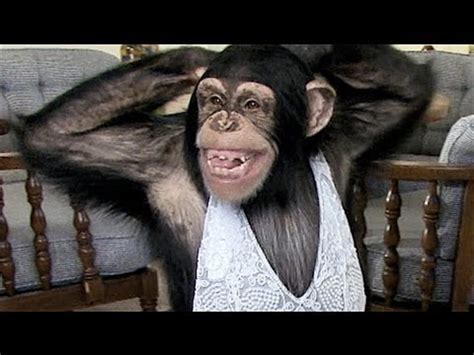 Funny Chimp Learns to Sexy Dance!   YouTube