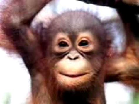Funny Chimp singing happy birthday!!!!   YouTube