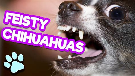 Funny Feisty Chihuahuas | Try Not to Laugh Challenge ...