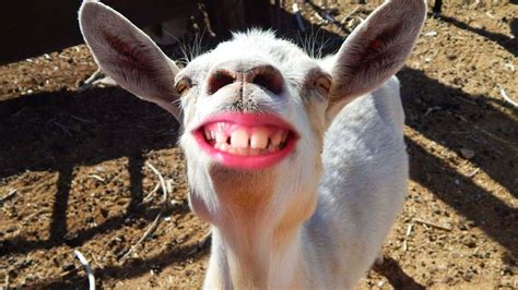 Funny Is Not Enough Animals, MOST Crazy Goats, If You ...