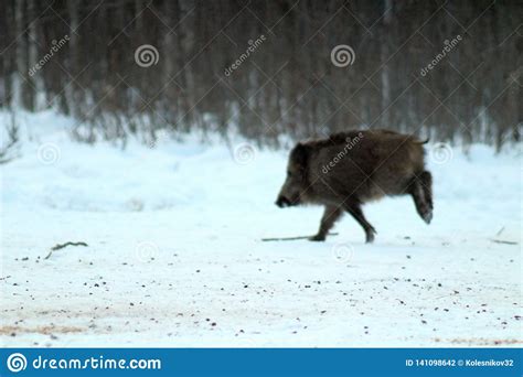 Funny, Little Wild Boar, Running Away From Danger Through ...