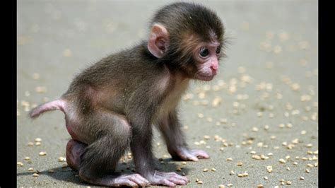 Funny Monkey | A Cute and Naughty Baby Monkey   YouTube