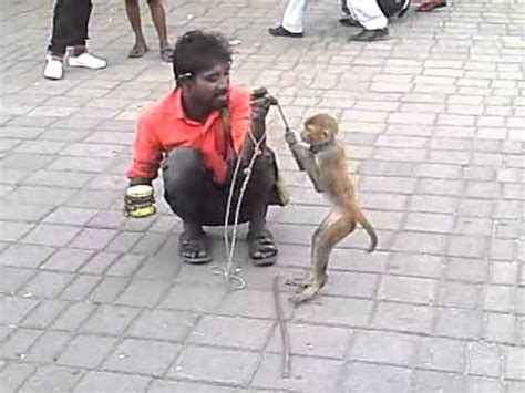 Funny monkey dance   YouTube