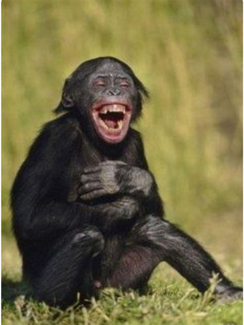 Funny Monkey Laughing Images