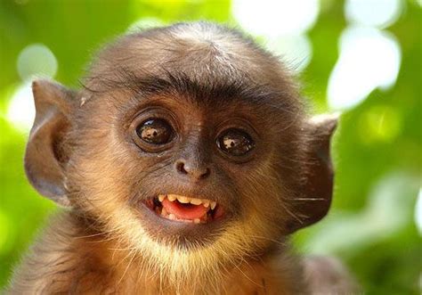 Funny Monkey Pictures  37 Photos    TopFunia | Funny ...