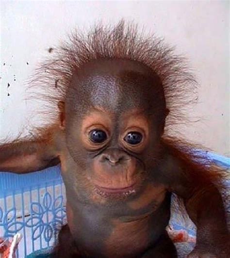 Funny Monkey Pictures – BestFunnies ... | Monkey pictures ...